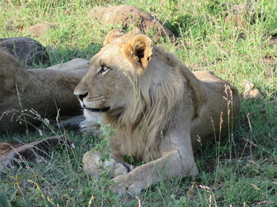 Lion closeup, Kruger, South Africa 2013